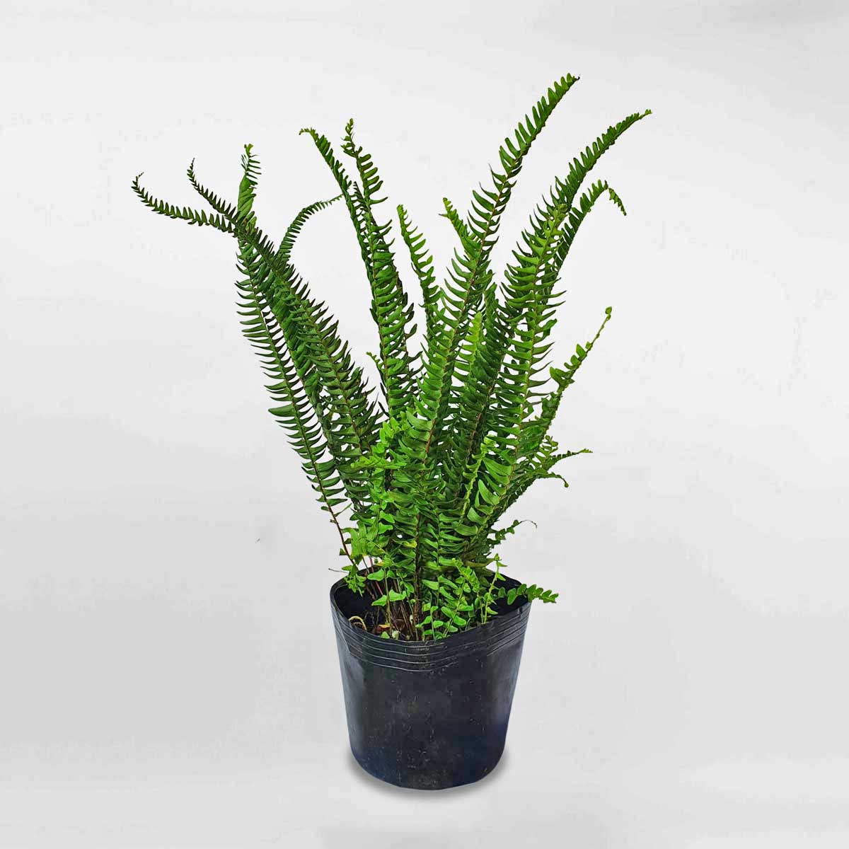 Cây dương xỉ bầu đất